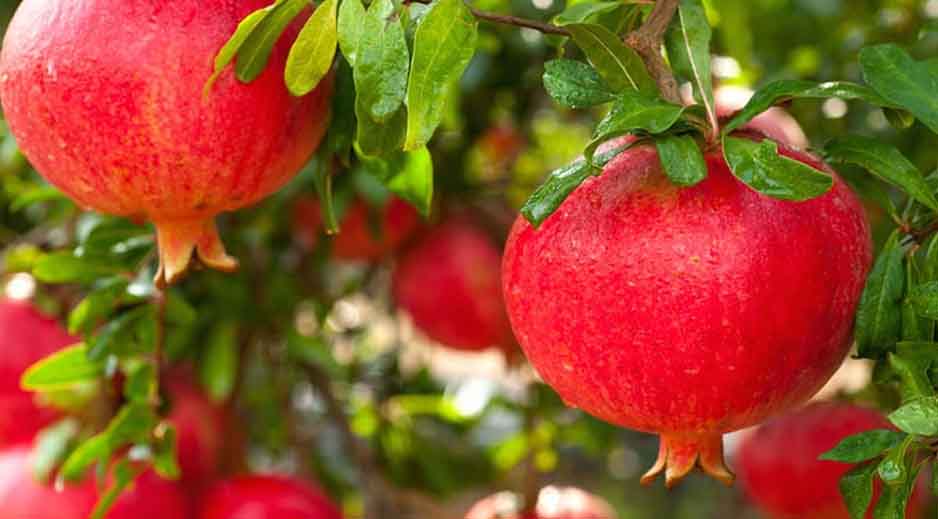 বেদানা কি সত্যিই রক্ত বাড়াতে সাহায্য করে?